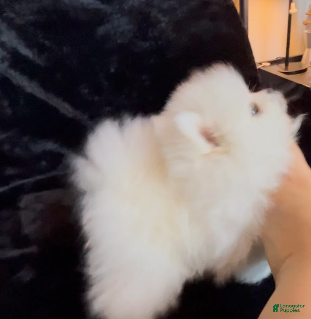 Pomeranian dogs for sale: Mojito - Ad 11