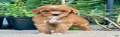 Toy Poodle Puppy 3