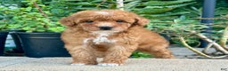 Toy Poodle dogs for sale: Toy Poodle Puppy 3 - Ad 1