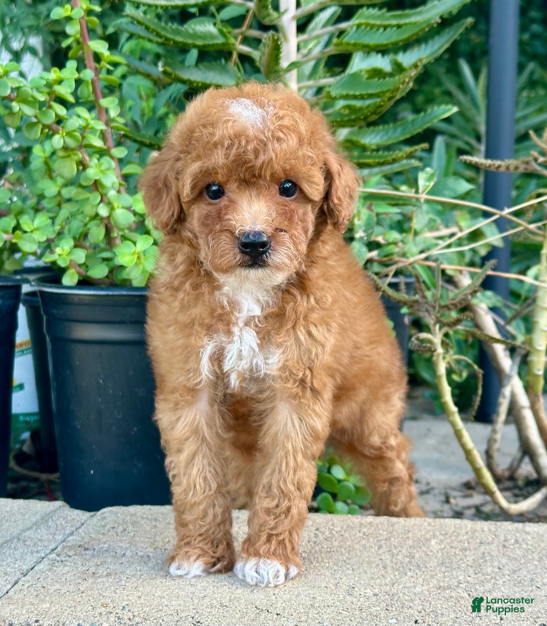 Toy Poodle dogs for sale: Toy Poodle Puppy 3 - Ad 1
