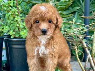 Toy Poodle dogs Toy Poodle Puppy 3 - Ad 29
