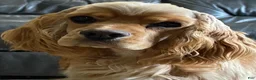 Cockapoo dogs for sale: Caprice - Ad 20