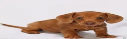 Miniature Dachshund dogs for sale: Meredith - Ad 5