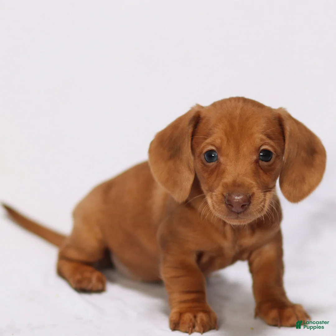 Miniature Dachshund dogs for sale: Meredith - Ad 5