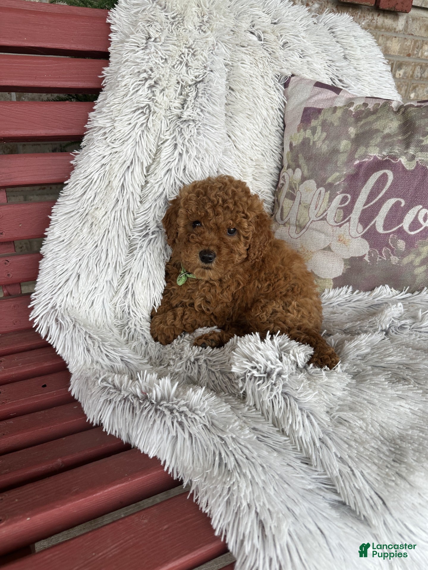 Mixed Breed dogs Jewels - Ad 9