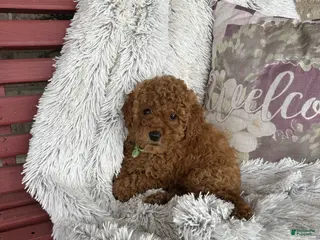 Mixed Breed dogs Jewels - Ad 9