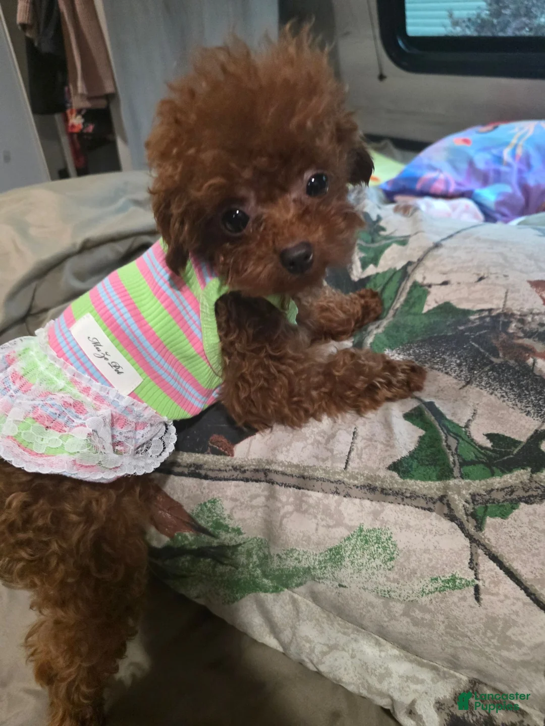 Toy Poodle dogs for sale: MeiMei 3lb full grown  - Ad 2