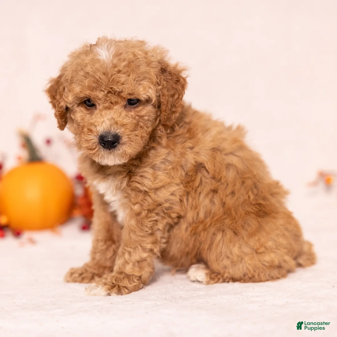 Miniature Poodle dogs for sale: Ozzy - Ad 4