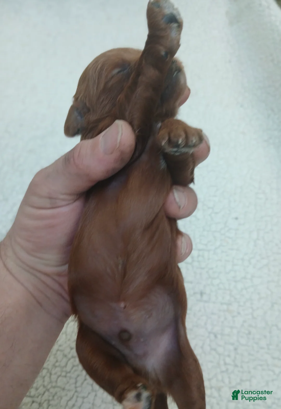 Cavapoo dogs for sale: BJ's Uber - Ad 2