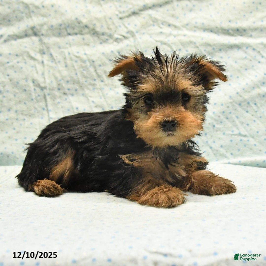 Yorkshire Terrier dogs for sale: Earl - Ad 9