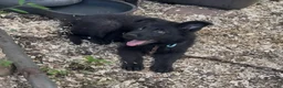 German Shepherd dogs for sale: ÚNICO  - Ad 9