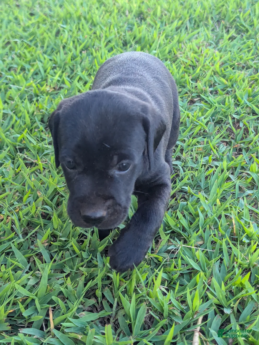 Mixed Breed dogs for sale: Mixed Breed 2 - Ad 1