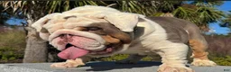 English Bulldog dogs for stud: Huncho (stud service)  - Ad 4