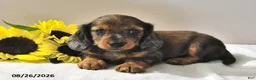 Miniature Dachshund dogs for sale: Captain - Ad 1