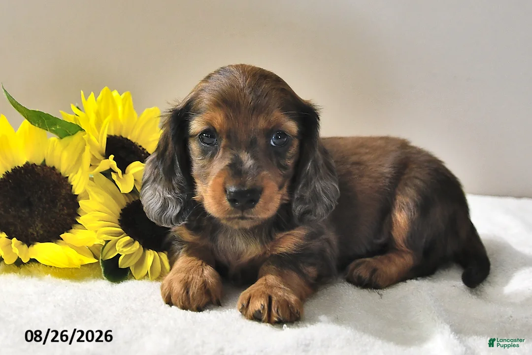 Miniature Dachshund dogs for sale: Captain - Ad 1