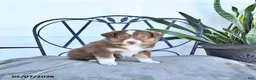 Australian Shepherd dogs for sale: Anson - Ad 2