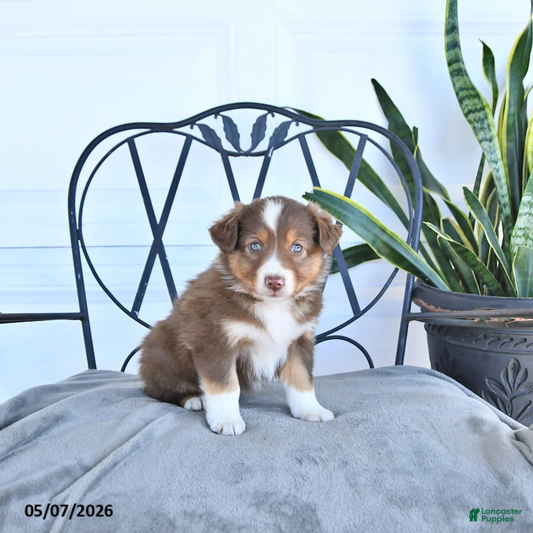 Australian Shepherd dogs for sale: Anson - Ad 2