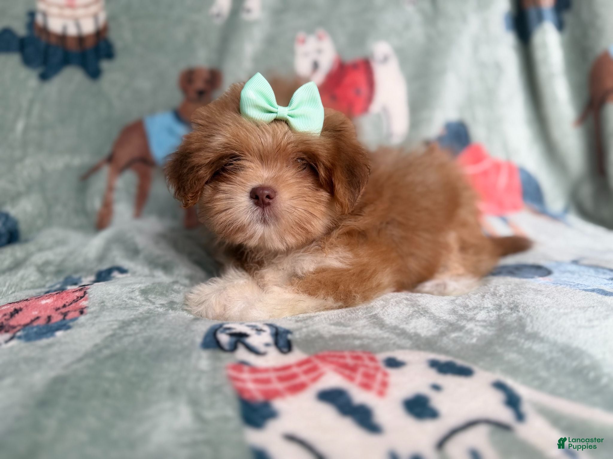 Lhasa Apso dogs Tilly - Ad 25