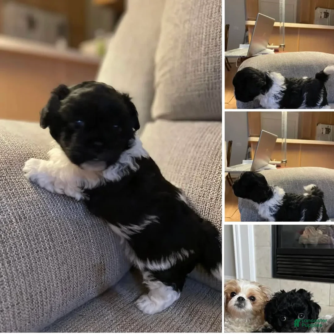 Gallery Image {{count}}