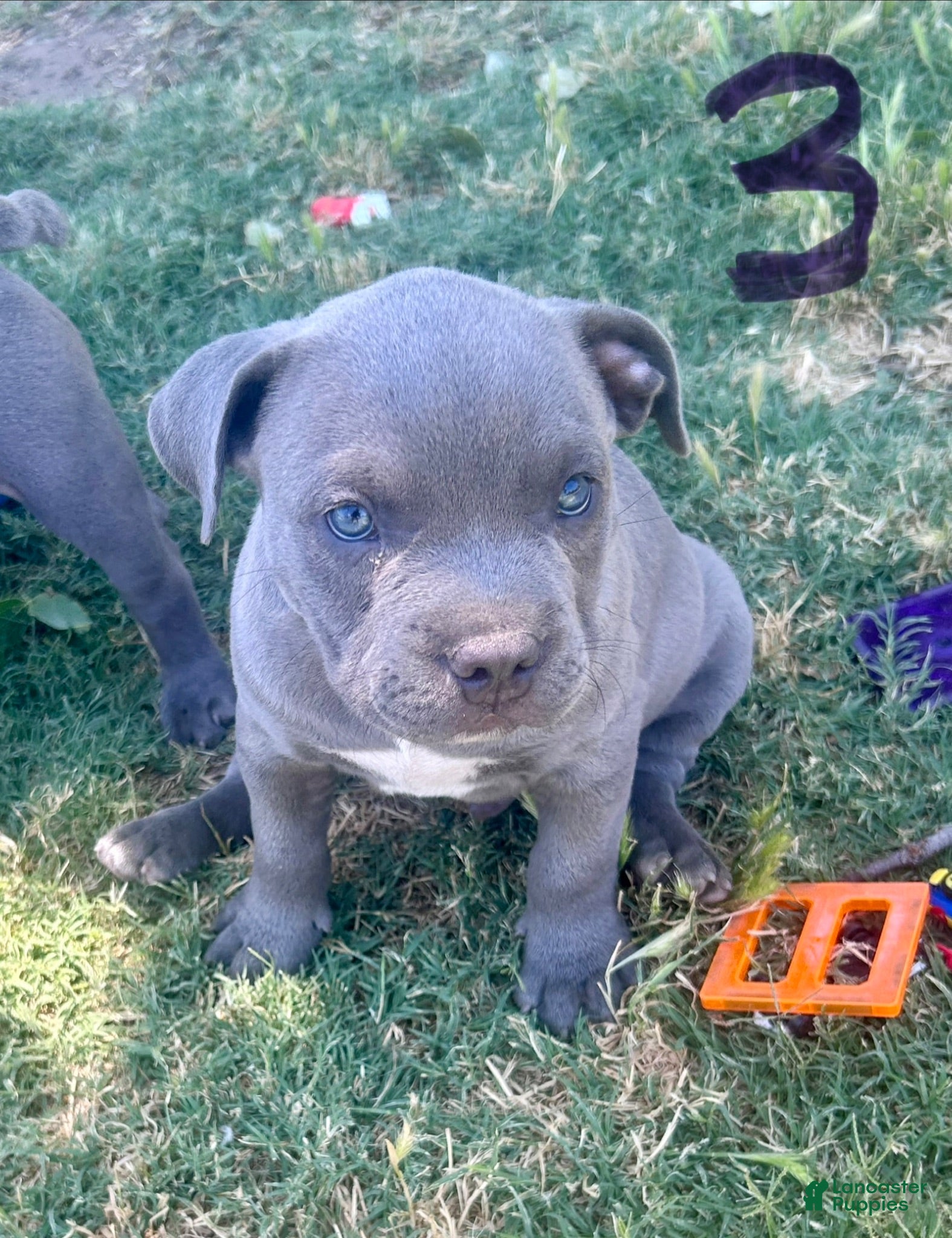American Bully dogs American Bully 3 - Ad 10