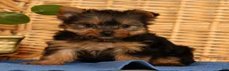 Yorkshire Terrier dogs for sale: Zoe - Ad 1