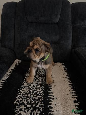 English Bulldog dogs English Bulldog 5 - Ad 6