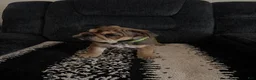 English Bulldog dogs for sale: English Bulldog 5 - Ad 1