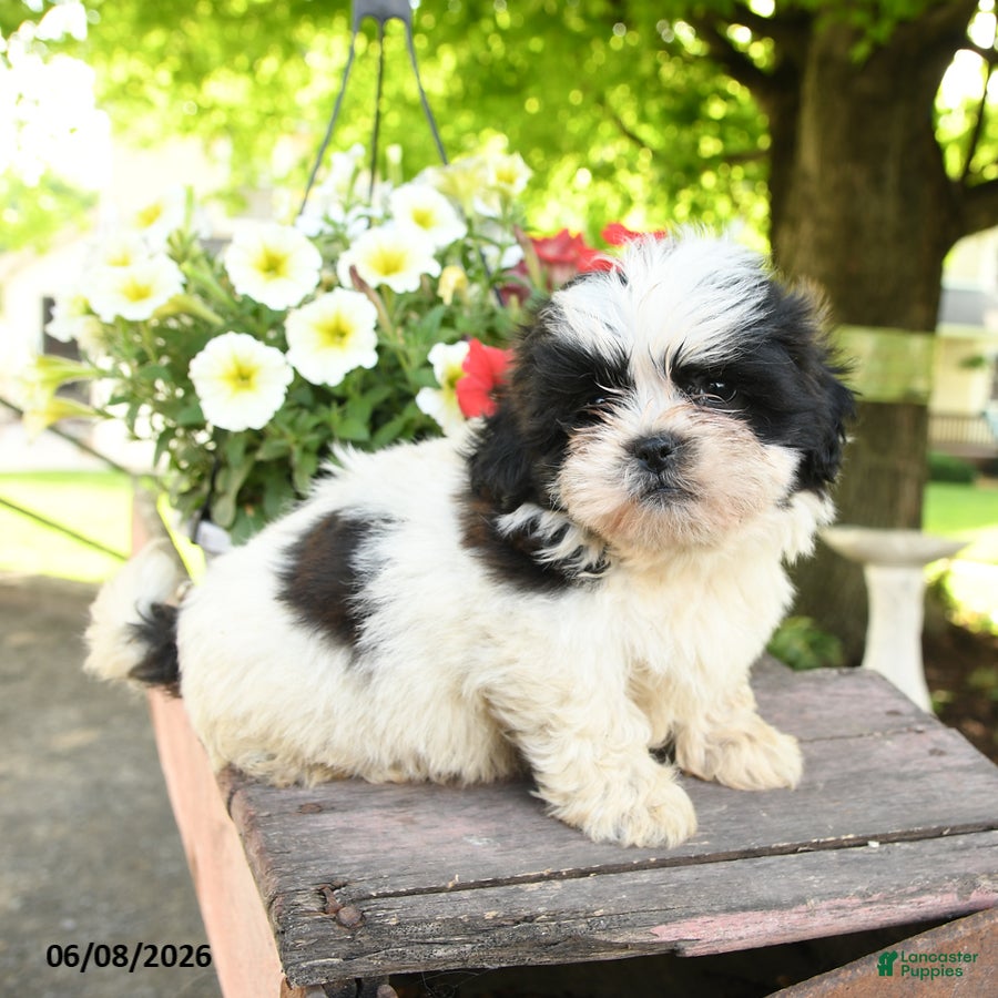 Teddy Bear dogs Eli  - Ad 2