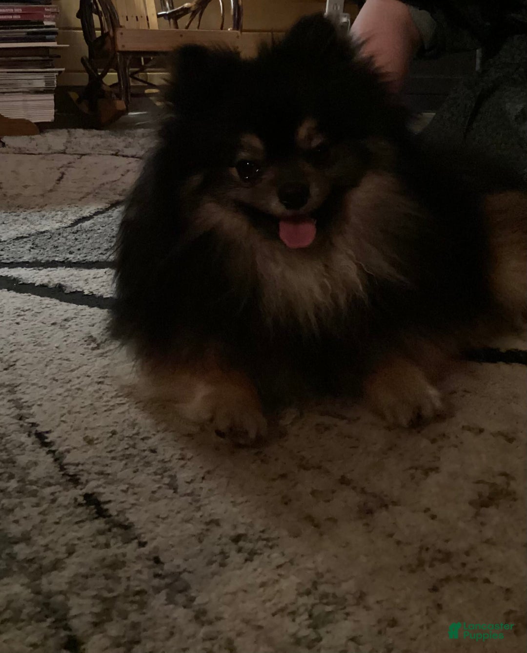 Gallery Image {{count}}