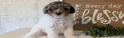 Maltipoo dogs for sale: Duke - Ad 3