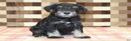 Miniature Schnauzer dogs for sale: Sophie - Ad 4