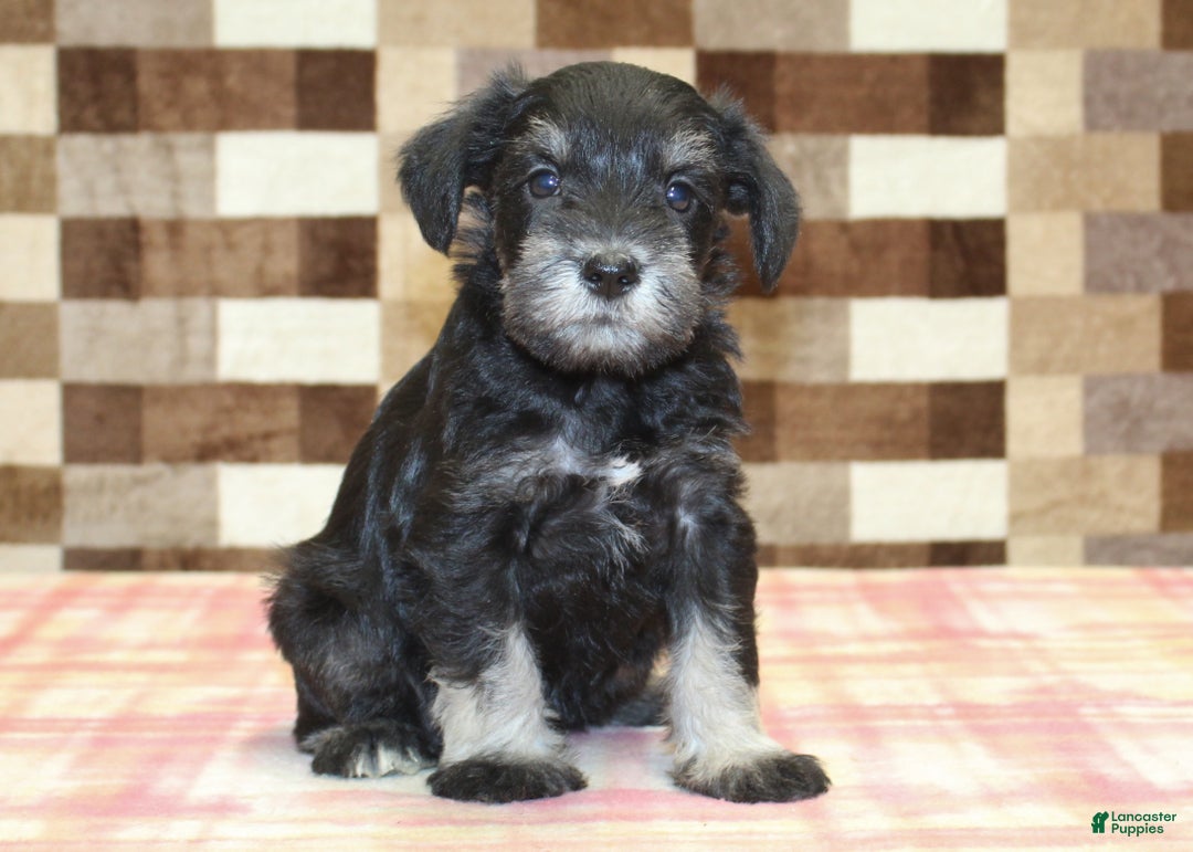 Miniature Schnauzer dogs for sale: Sophie - Ad 4