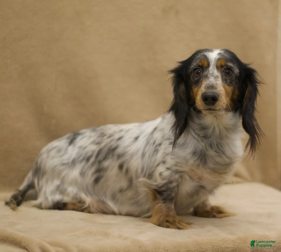 Miniature Dachshund dogs for sale: Miles - Ad 6