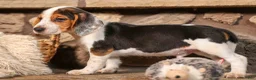 Beagle dogs for sale: Dillard🐾 - Ad 16