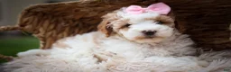 Cavachon dogs for sale: Hailey🌸 - Ad 6