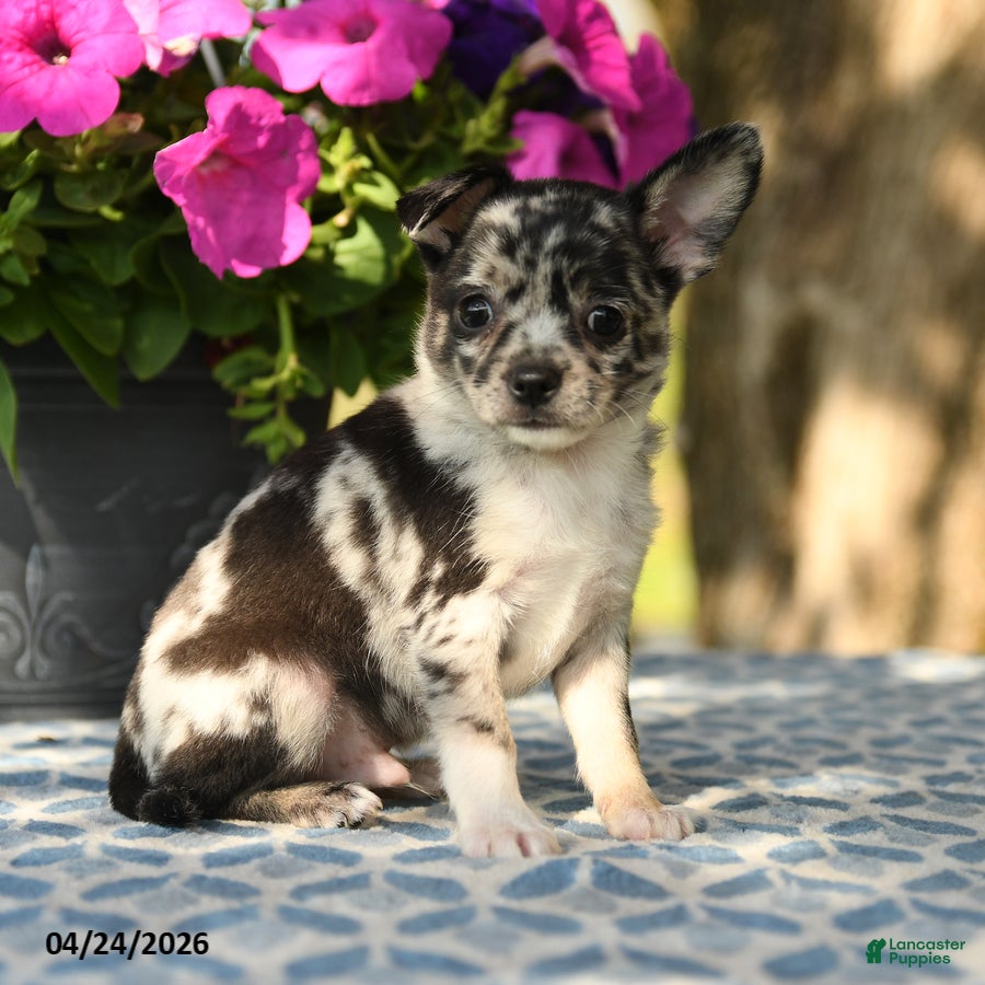 Chihuahua dogs Pebbles - Ad 1
