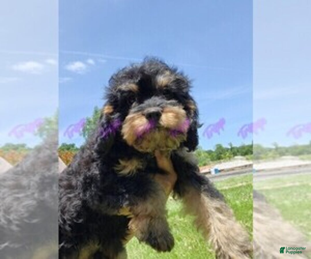 Gallery Image {{count}}