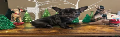 French Bulldog Puppy 3