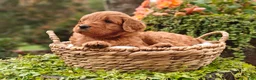 Goldendoodle dogs for sale: Chai - Ad 7