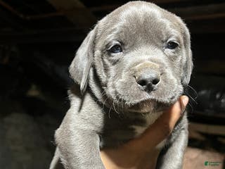 American Pit Bull Terrier dogs Grumpy - Ad 33