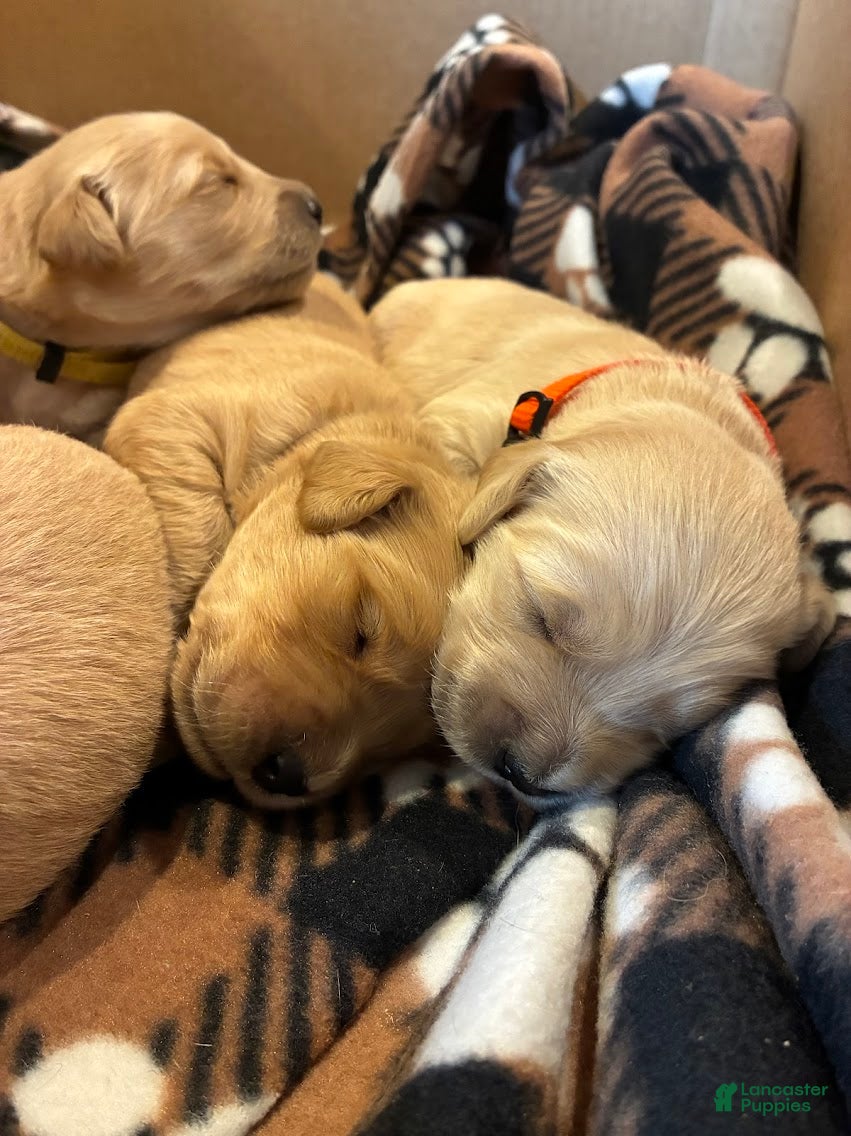 Golden Retriever dogs for sale: 3# Goose - Ad 6