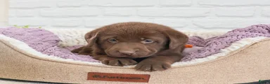 Lulu
