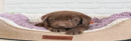 Labrador Retriever dogs for sale: Lulu - Ad 1