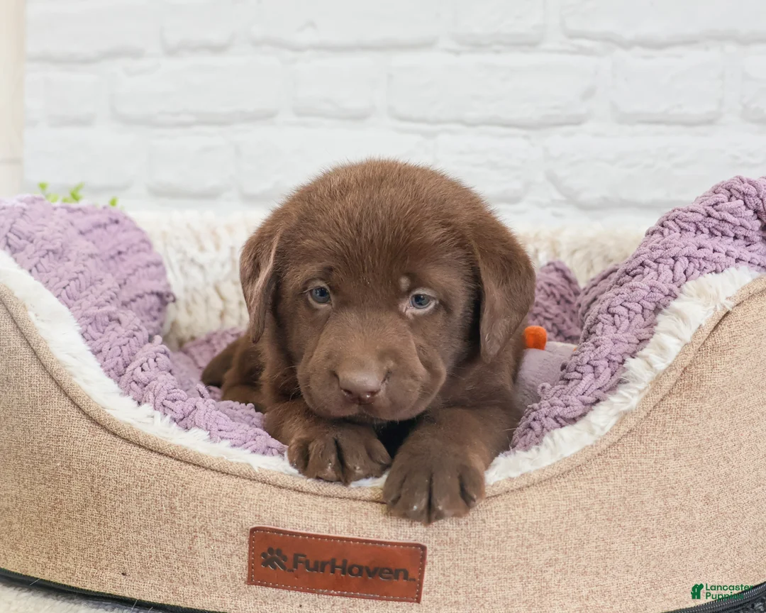 Labrador Retriever dogs for sale: Lulu - Ad 1