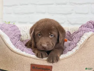 Labrador Retriever dogs Lulu - Ad 40