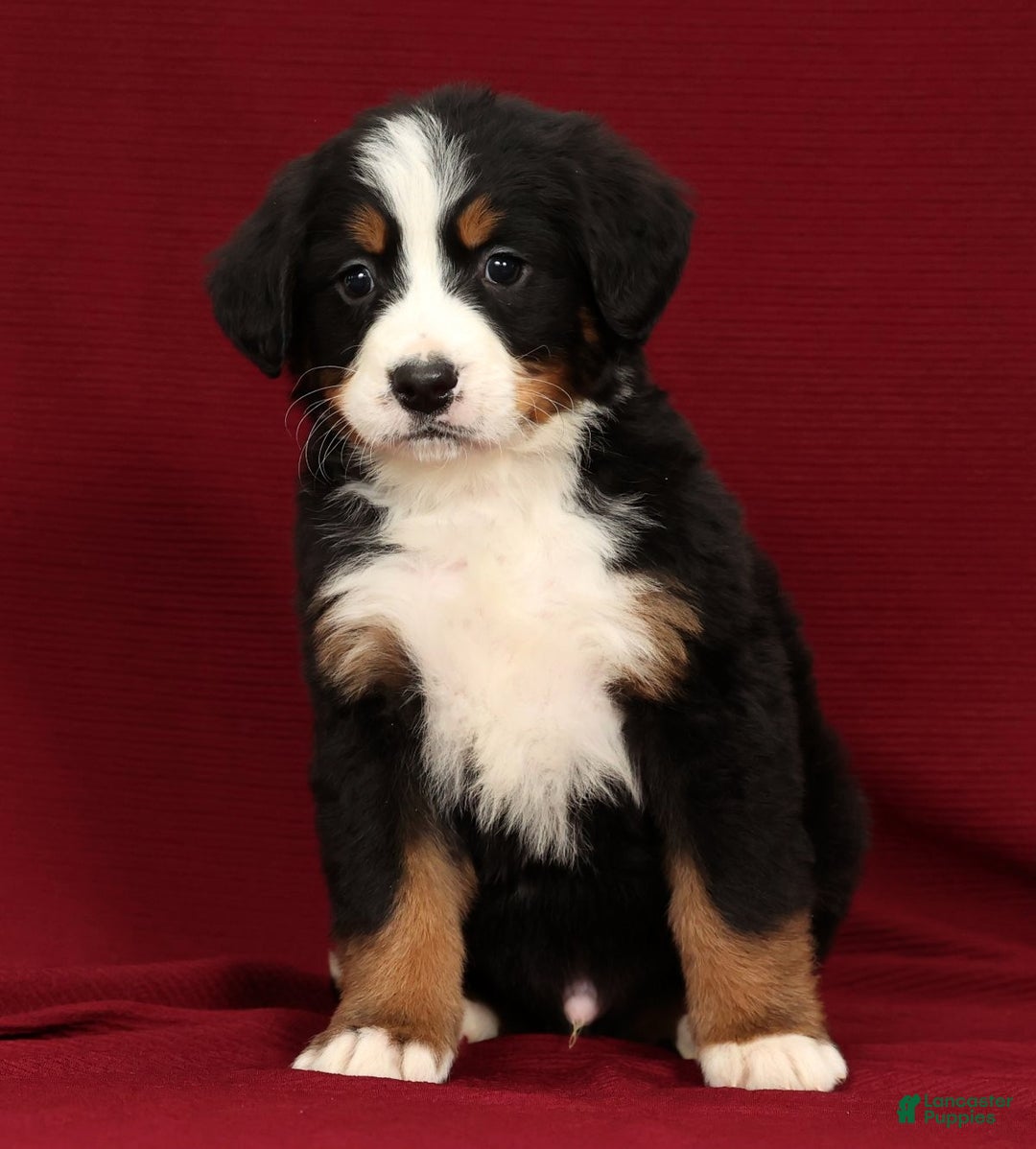 Bernese Mountain Dog dogs for sale: Zack - Ad 2