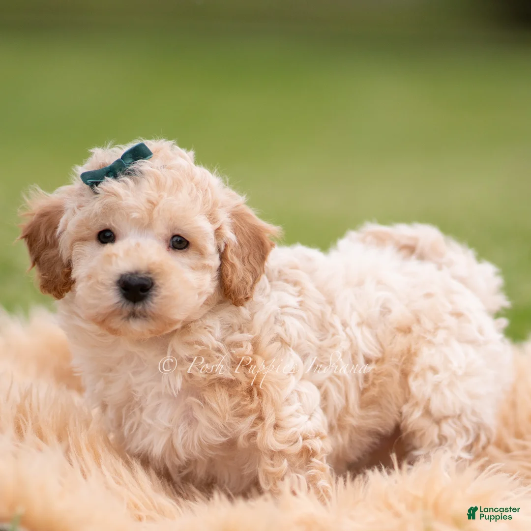 Mini Goldendoodle dogs for sale: Nugget - Ad 1