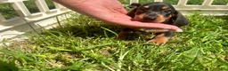 Miniature Dachshund dogs for sale: Todd - Ad 2