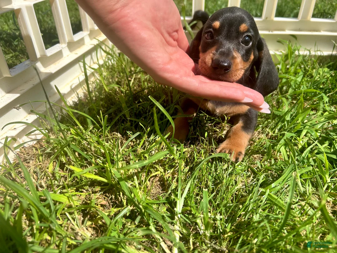 Miniature Dachshund dogs for sale: Todd - Ad 2
