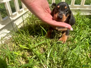Miniature Dachshund dogs Todd - Ad 8